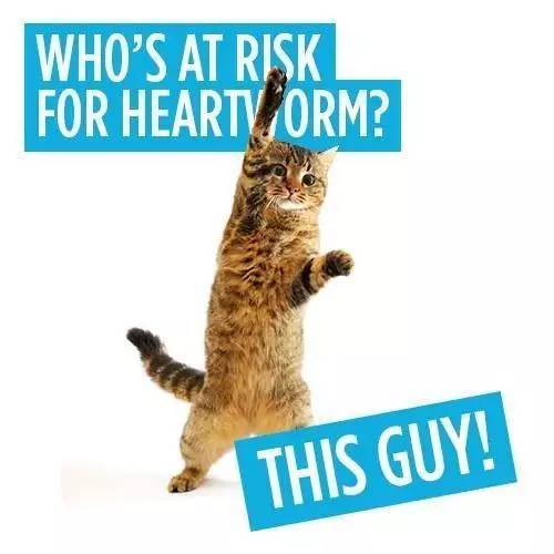 猫咪十大疾病介绍_猫咪肘关节骨关节炎：老年猫跛行_猫咪常见疾病预防