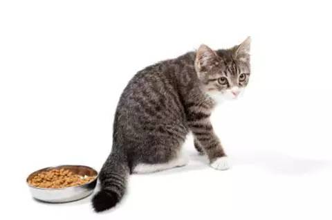 猫咪十大疾病介绍_猫咪肘关节骨关节炎：老年猫跛行_猫咪常见疾病预防