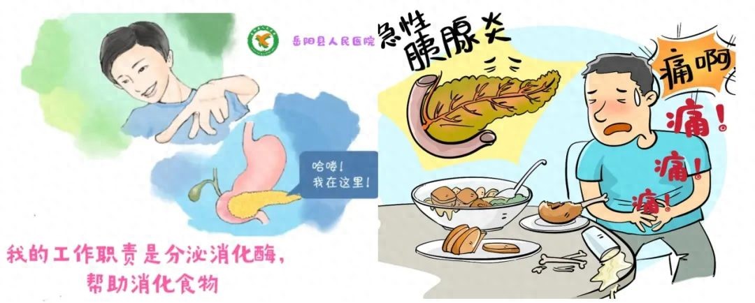 做好以下4件事,让您远离“猛如虎”的急性胰腺炎!-派特超人-宠物