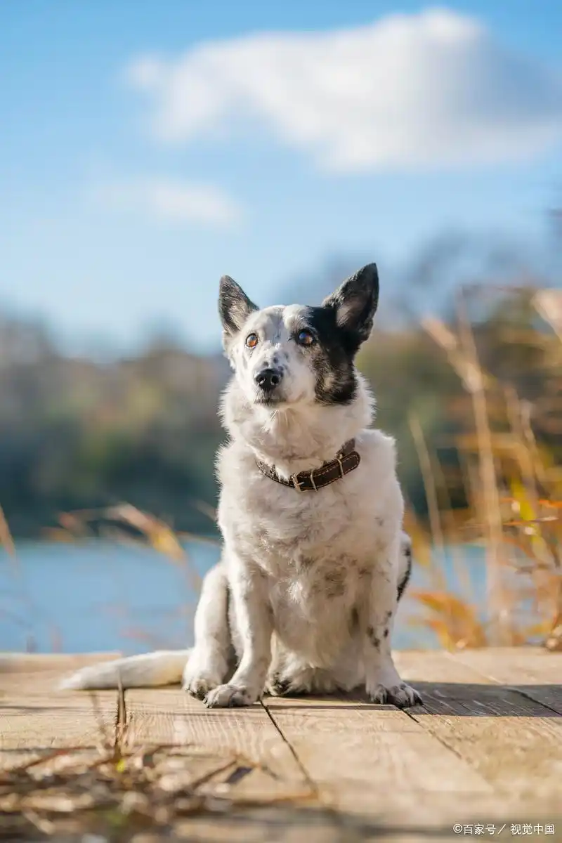 请注意!给狗狗洗澡,水温多少度才是黄金标准?-派特超人-宠物