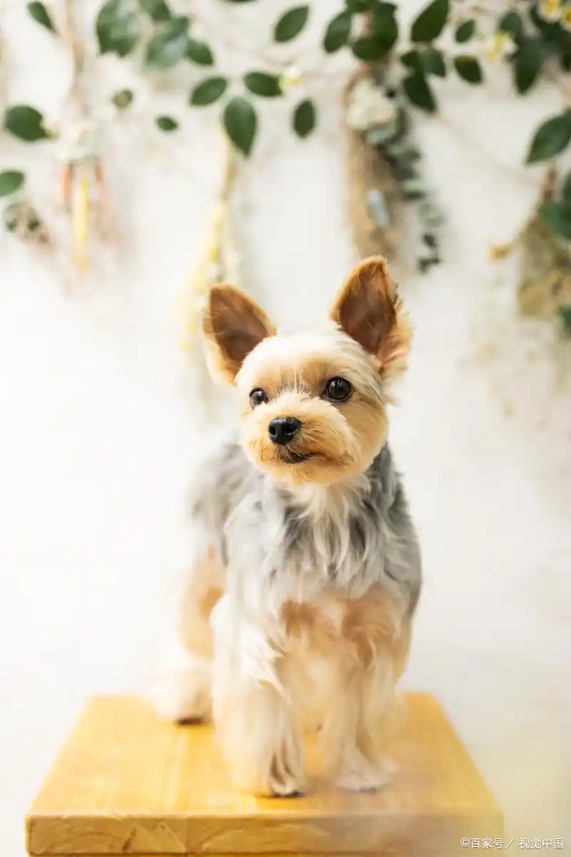 宠物洗澡理想水温范围_幼犬洗澡时的水温感知_狗狗洗澡水温选择