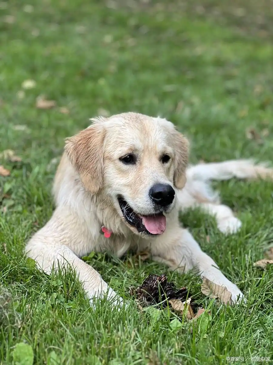 幼犬洗澡时的水温感知_狗狗洗澡水温选择_宠物洗澡理想水温范围