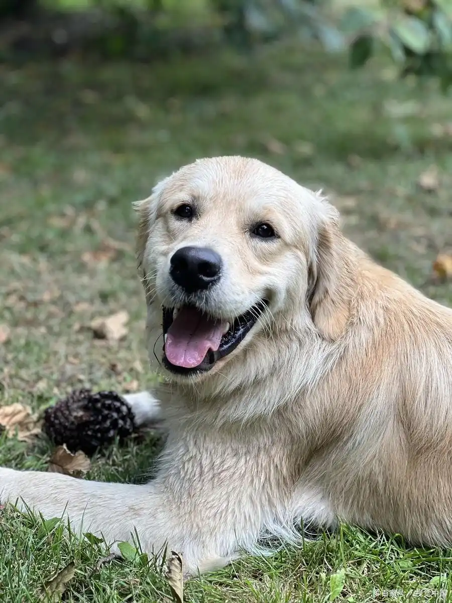幼犬洗澡时的水温感知_狗狗洗澡水温选择_宠物洗澡理想水温范围