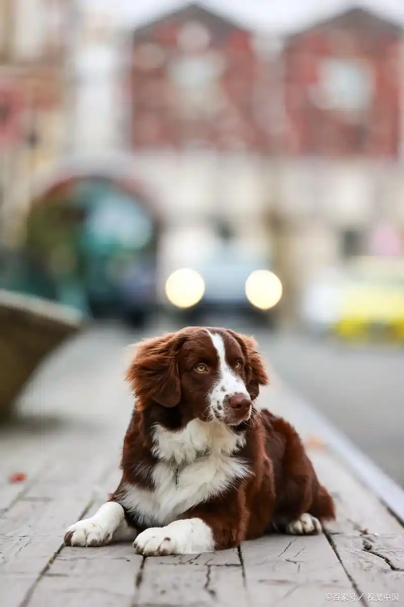 宠物洗澡理想水温范围_狗狗洗澡水温选择_幼犬洗澡时的水温感知