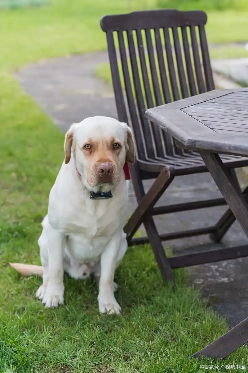 狗狗洗澡水温选择_宠物洗澡理想水温范围_幼犬洗澡时的水温感知