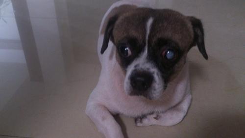 狗狗视力出现了问题,患了白内障怎么办,白内障是什么症状-派特超人-宠物