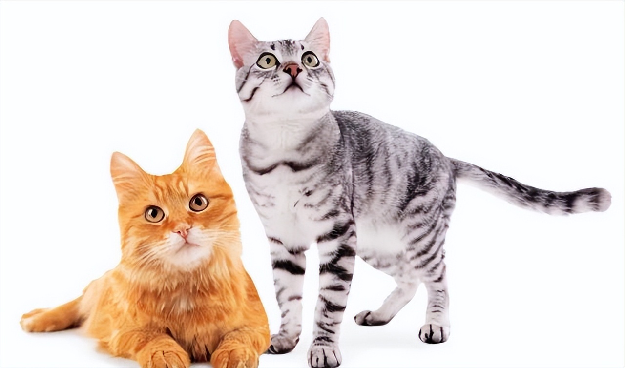 十年宠医教你,猫咪骨折了怎么办?-派特超人-宠物