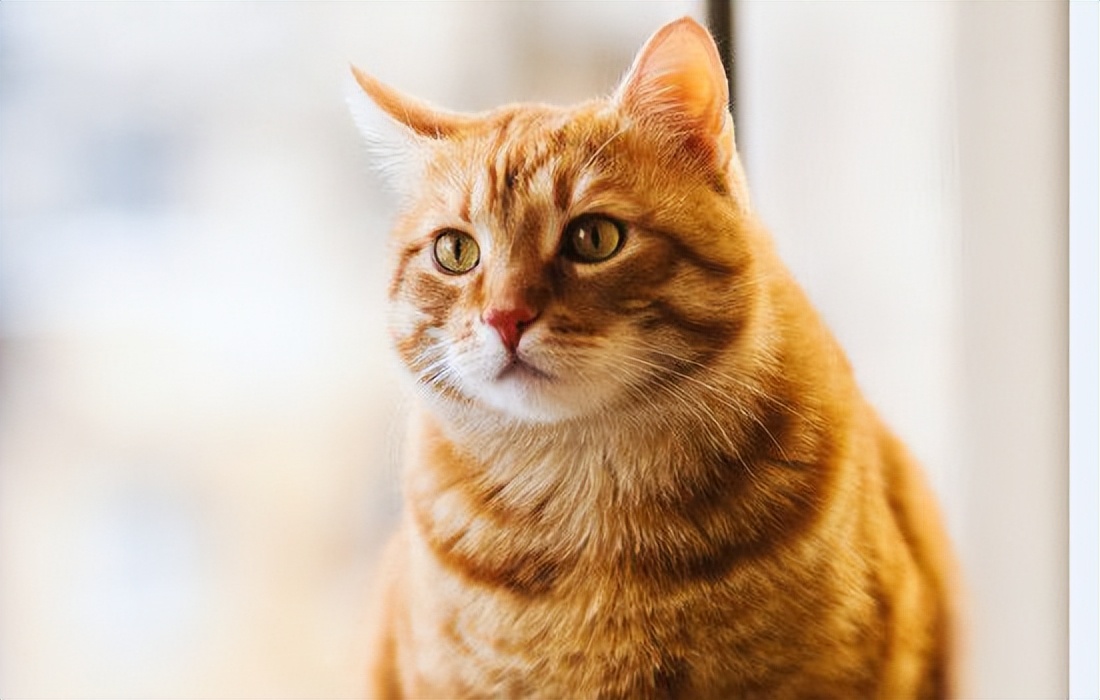 猫咪肘关节骨关节炎：老年猫跛行_猫咪骨折症状_猫咪骨折处理方法