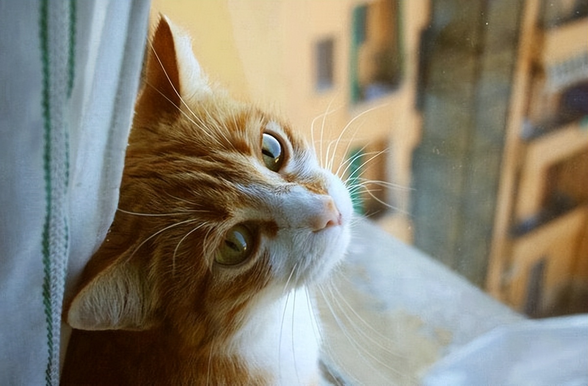 猫咪肘关节骨关节炎：老年猫跛行_猫咪骨折处理方法_猫咪骨折症状