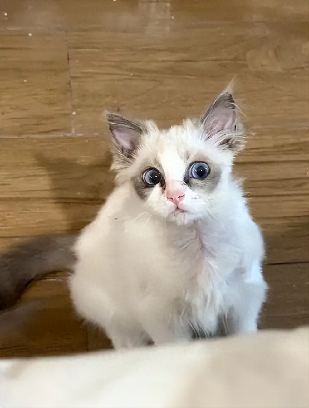 轻微骨裂静养恢复_猫咪肘关节骨关节炎：老年猫跛行_猫咪骨折自愈可能性