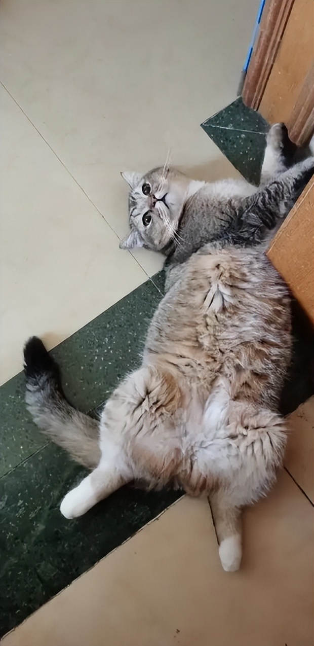 轻微骨裂静养恢复_猫咪骨折自愈可能性_猫咪肘关节骨关节炎：老年猫跛行