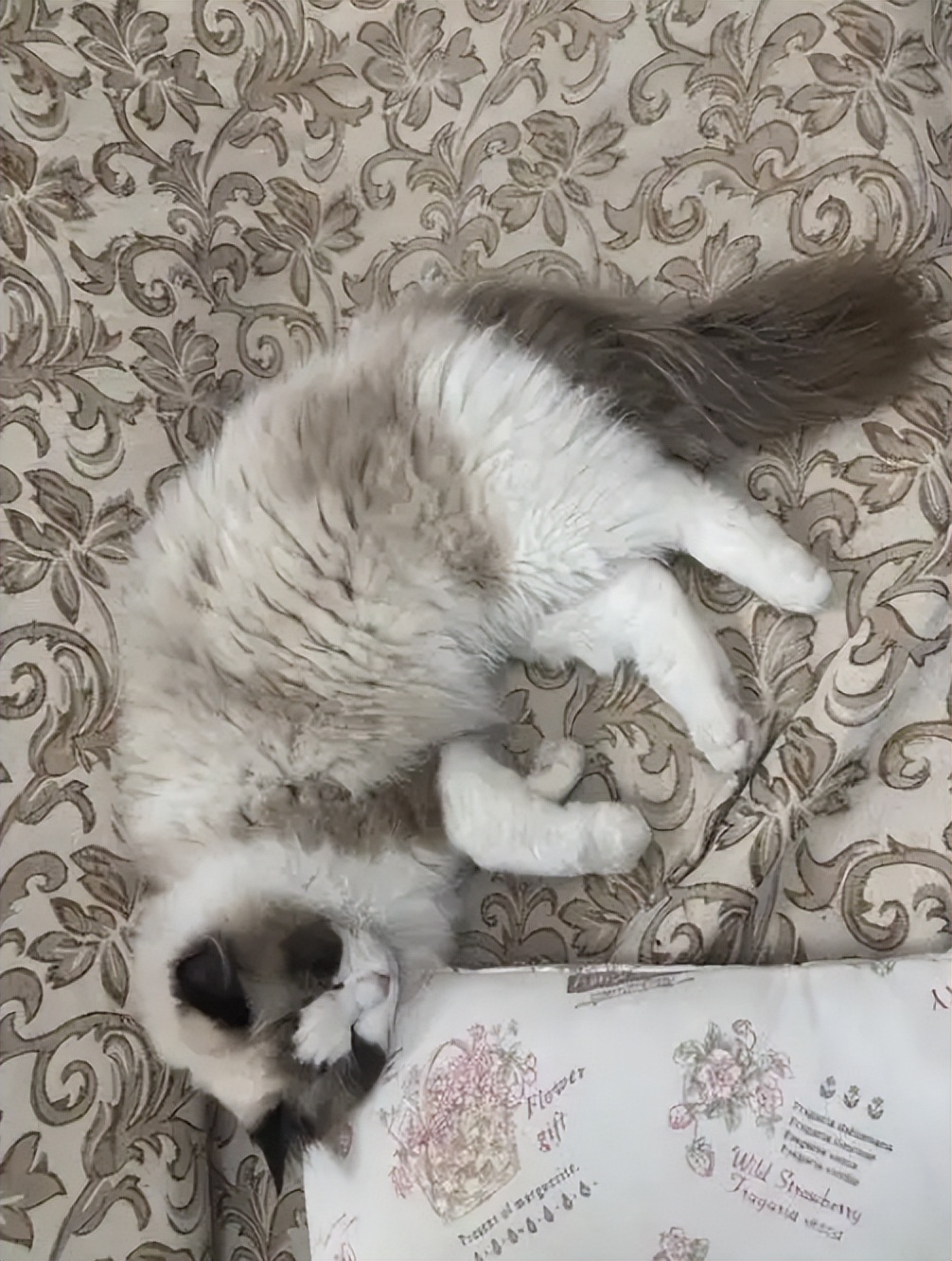 轻微骨裂静养恢复_猫咪肘关节骨关节炎：老年猫跛行_猫咪骨折自愈可能性