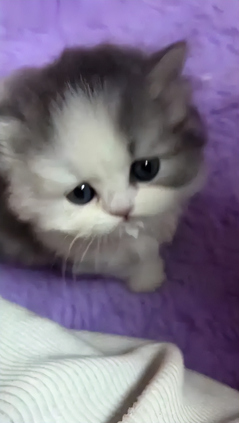 轻微骨裂静养恢复_猫咪肘关节骨关节炎：老年猫跛行_猫咪骨折自愈可能性