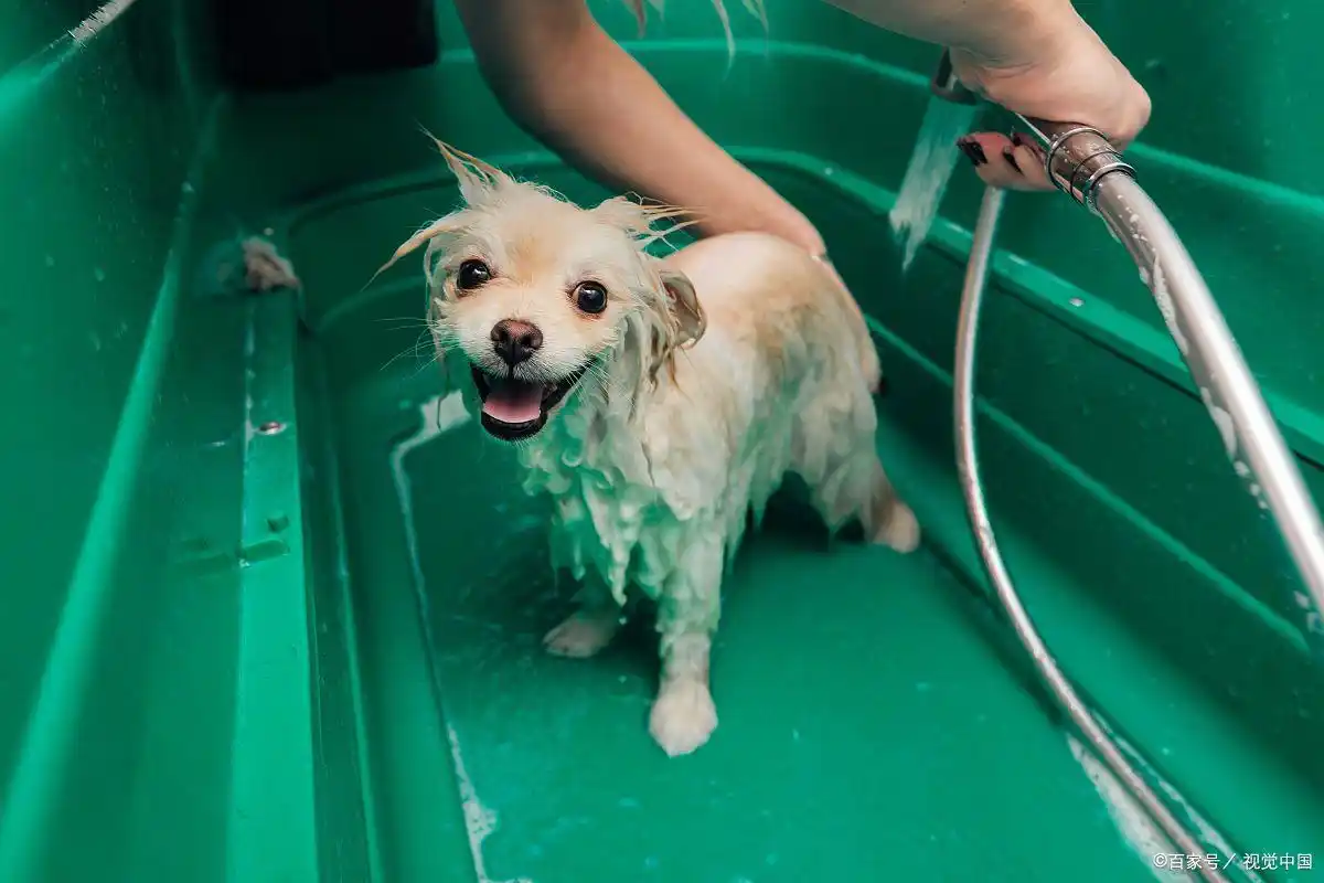 狗洗澡水温多少度合适-派特超人-宠物