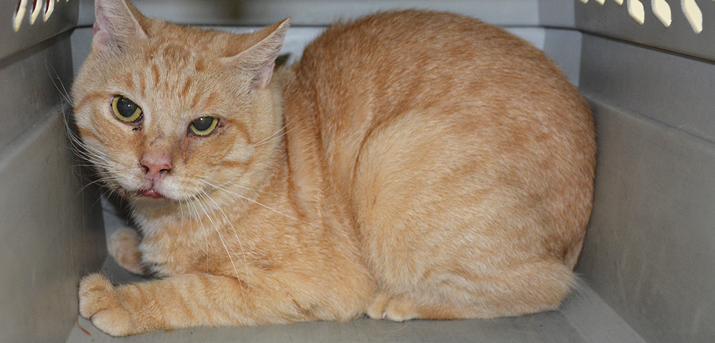 辟谣,猫咪补充微量元素就是多喂胡萝卜?错,过量会带来严重危害-派特超人-宠物