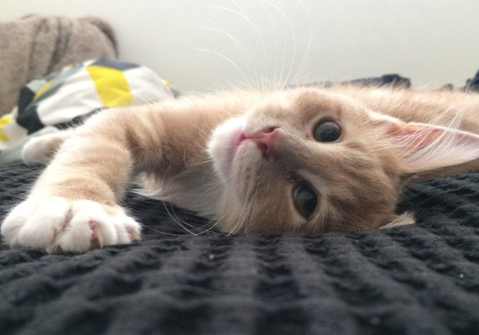 猫咪胡萝卜补充维生素A误区_猫咪胡萝卜素转化率_猫咪维生素A中毒：过量肝脏的危害