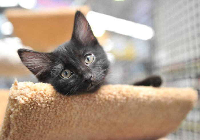 猫咪胡萝卜补充维生素A误区_猫咪维生素A中毒：过量肝脏的危害_猫咪胡萝卜素转化率