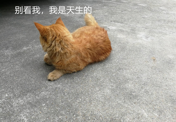 猫咪胡萝卜素转化率_猫咪维生素A中毒：过量肝脏的危害_猫咪胡萝卜补充维生素A误区