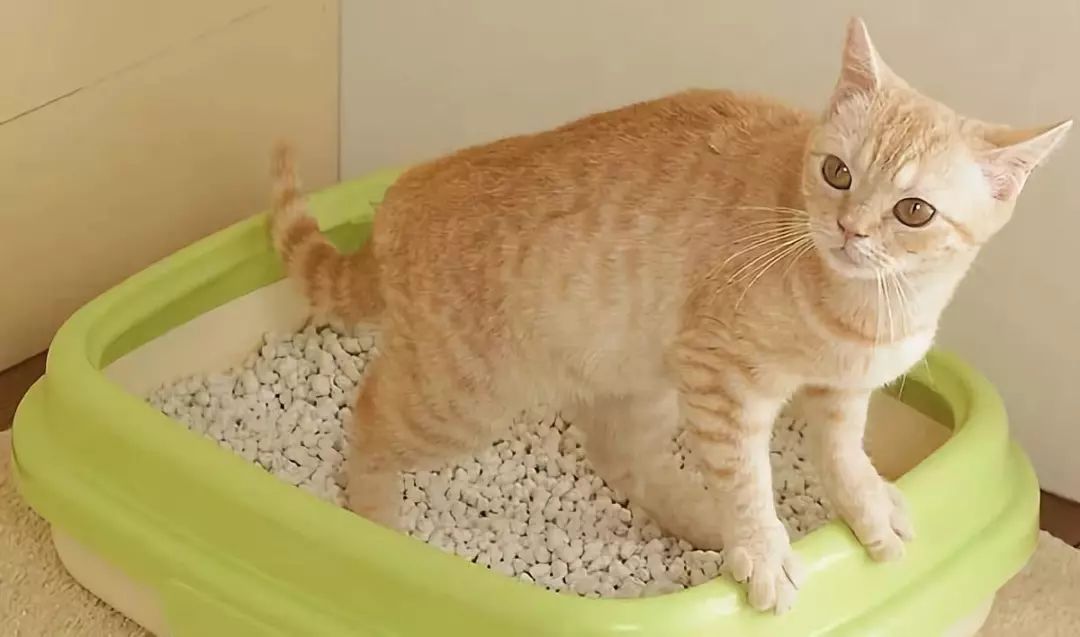 猫咪胡萝卜补充维生素A误区_猫咪维生素A中毒：过量肝脏的危害_猫咪胡萝卜素转化率