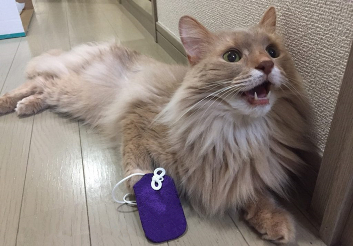 猫咪维生素A中毒：过量肝脏的危害_猫咪胡萝卜素转化率_猫咪胡萝卜补充维生素A误区