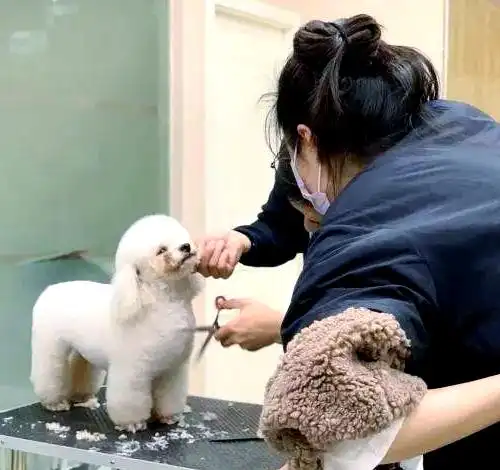 宠物美容师行业热潮:热爱、教育与合作塑造卓越职业者-派特超人-宠物