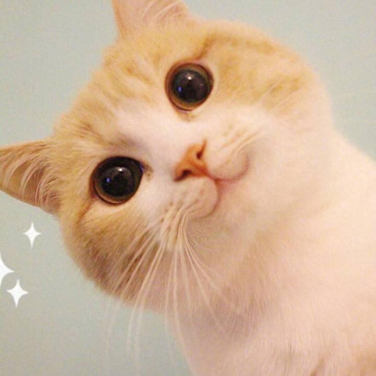 猫咪输血配型的重要性_猫用抗生素治疗疾病_猫用抗生素副作用