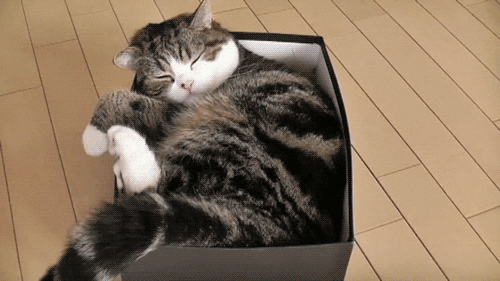 猫咪心脏病饮食管理_猫咪肘关节骨关节炎：老年猫跛行_猫咪慢性肾病护理