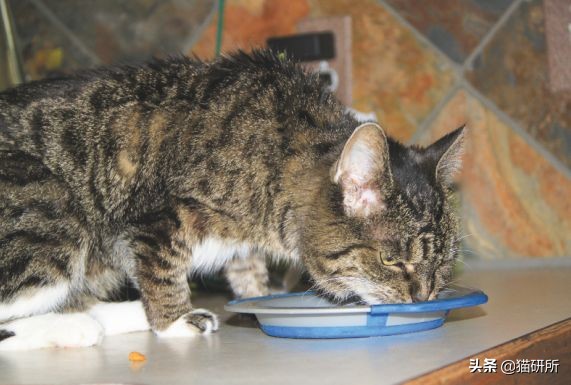 猫咪心脏病饮食管理_猫咪肘关节骨关节炎：老年猫跛行_猫咪慢性肾病护理