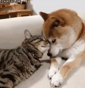 猫咪慢性肾病护理_猫咪肘关节骨关节炎：老年猫跛行_猫咪心脏病饮食管理