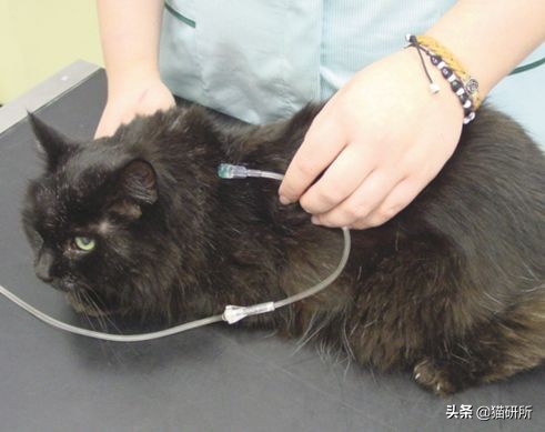 猫咪肘关节骨关节炎：老年猫跛行_猫咪慢性肾病护理_猫咪心脏病饮食管理