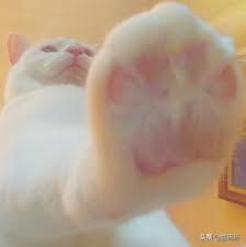 猫咪慢性肾病护理_猫咪心脏病饮食管理_猫咪肘关节骨关节炎：老年猫跛行
