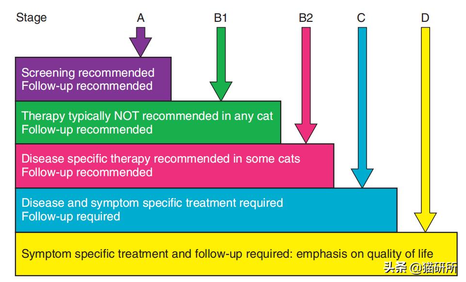 猫咪肘关节骨关节炎：老年猫跛行_猫咪慢性肾病护理_猫咪心脏病饮食管理