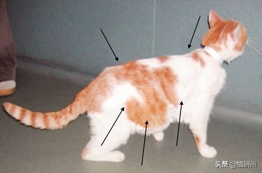 猫咪慢性肾病护理_猫咪心脏病饮食管理_猫咪肘关节骨关节炎：老年猫跛行