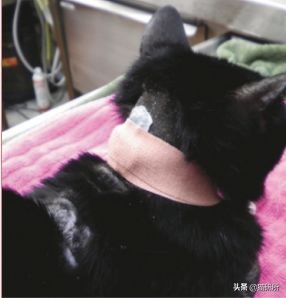 猫咪慢性肾病护理_猫咪心脏病饮食管理_猫咪肘关节骨关节炎：老年猫跛行