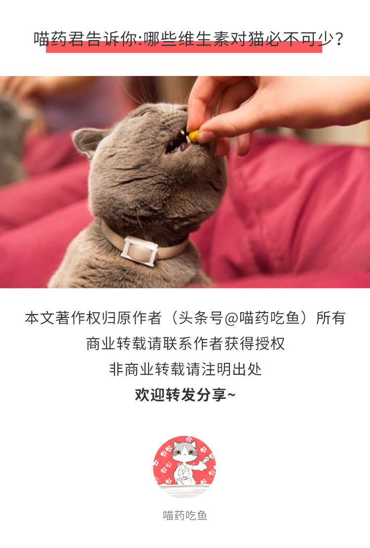 猫咪维生素缺乏会有不小的危害！哪些维生素对猫必不可少呢？-派特超人-宠物