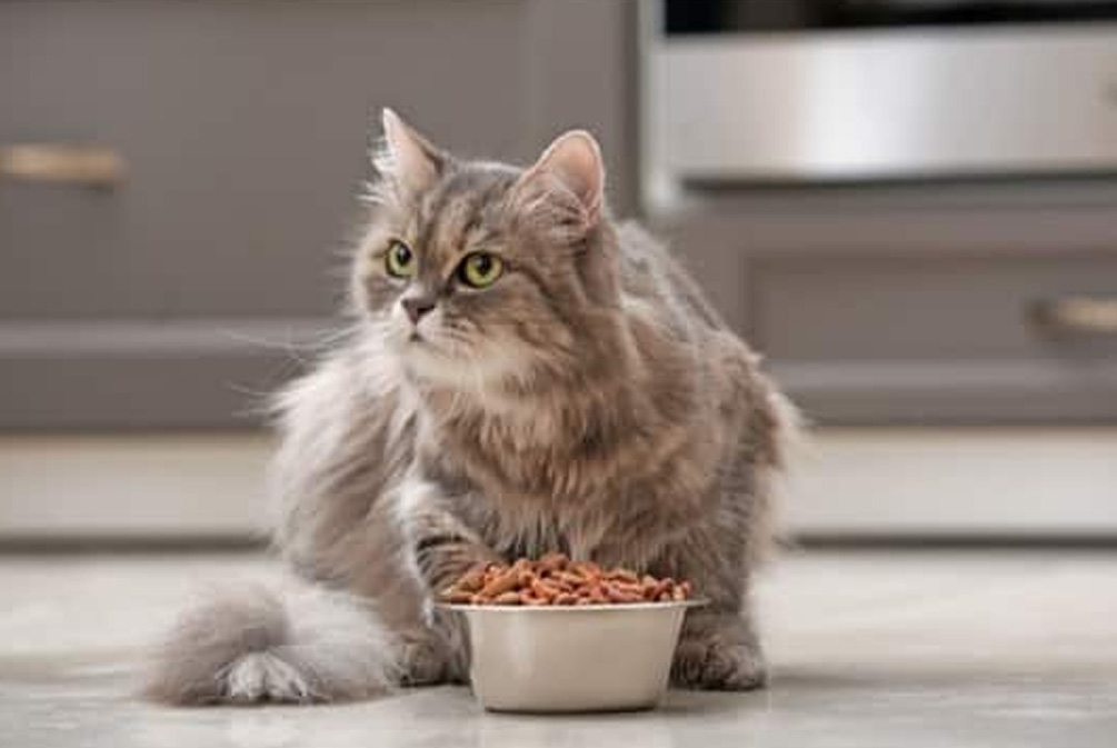猫咪维生素A中毒：过量肝脏的危害_猫营养缺乏症状_猫粮营养均衡重要性