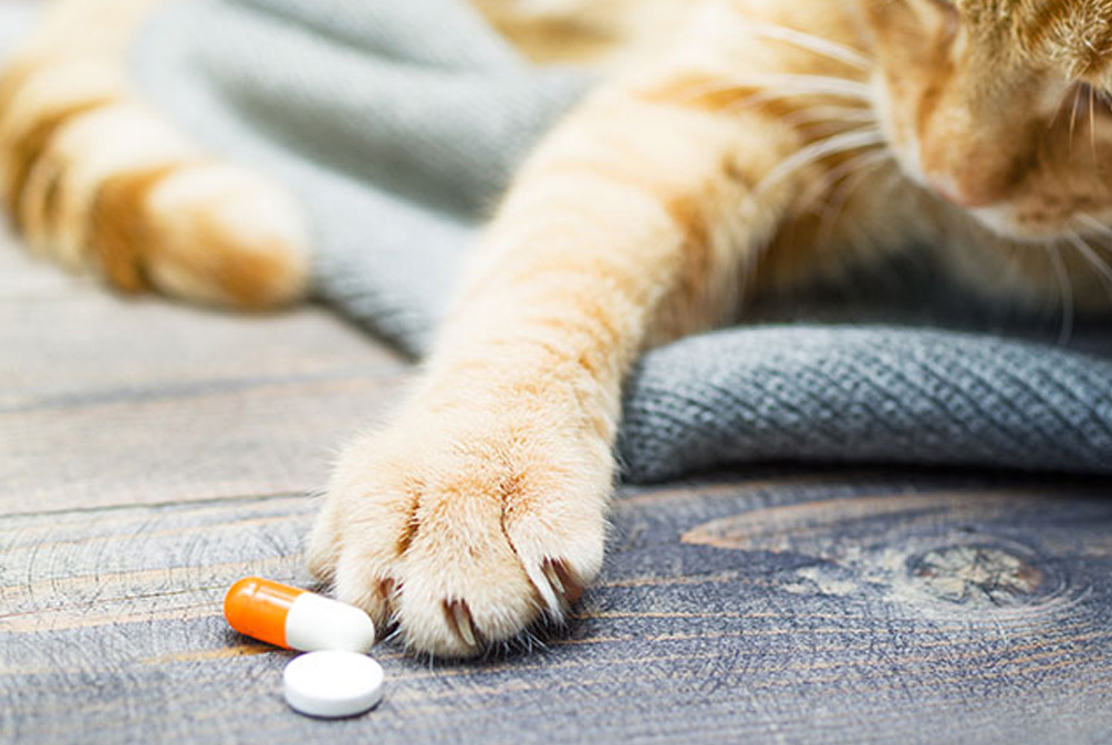 猫营养缺乏症状_猫咪维生素A中毒：过量肝脏的危害_猫粮营养均衡重要性