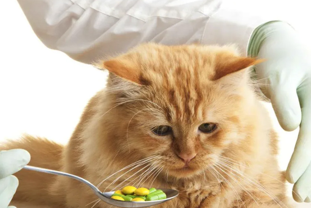 猫营养缺乏症状_猫咪维生素A中毒：过量肝脏的危害_猫粮营养均衡重要性