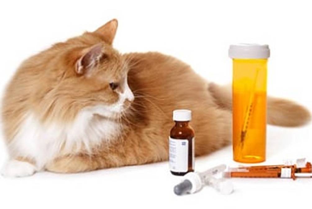猫咪维生素A中毒：过量肝脏的危害_猫粮营养均衡重要性_猫营养缺乏症状
