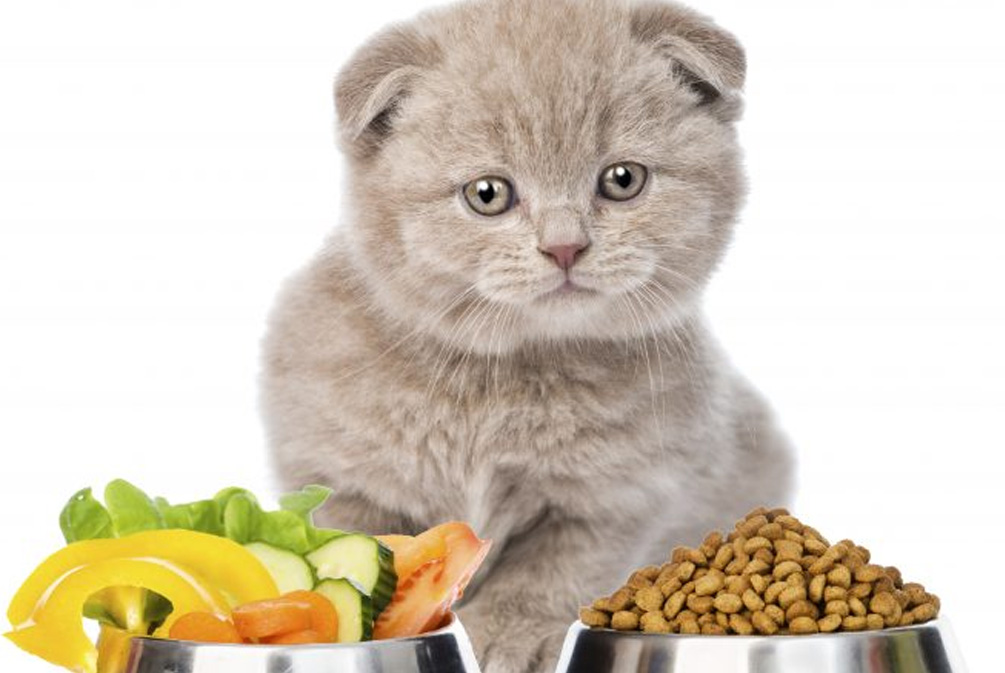 猫粮营养均衡重要性_猫咪维生素A中毒：过量肝脏的危害_猫营养缺乏症状