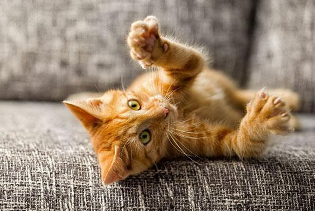 猫咪维生素A中毒：过量肝脏的危害_猫营养缺乏症状_猫粮营养均衡重要性