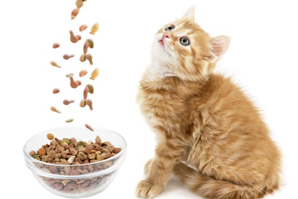 猫营养缺乏症状_猫咪维生素A中毒：过量肝脏的危害_猫粮营养均衡重要性