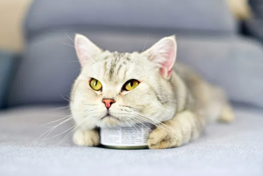 猫营养缺乏症状_猫咪维生素A中毒：过量肝脏的危害_猫粮营养均衡重要性