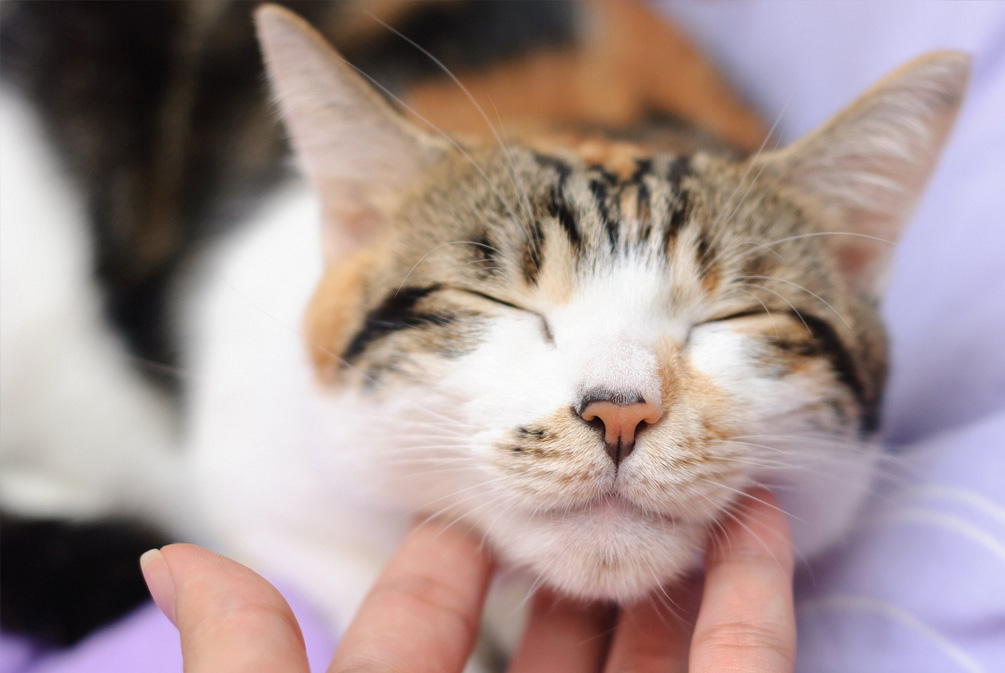 猫营养缺乏症状_猫咪维生素A中毒：过量肝脏的危害_猫粮营养均衡重要性