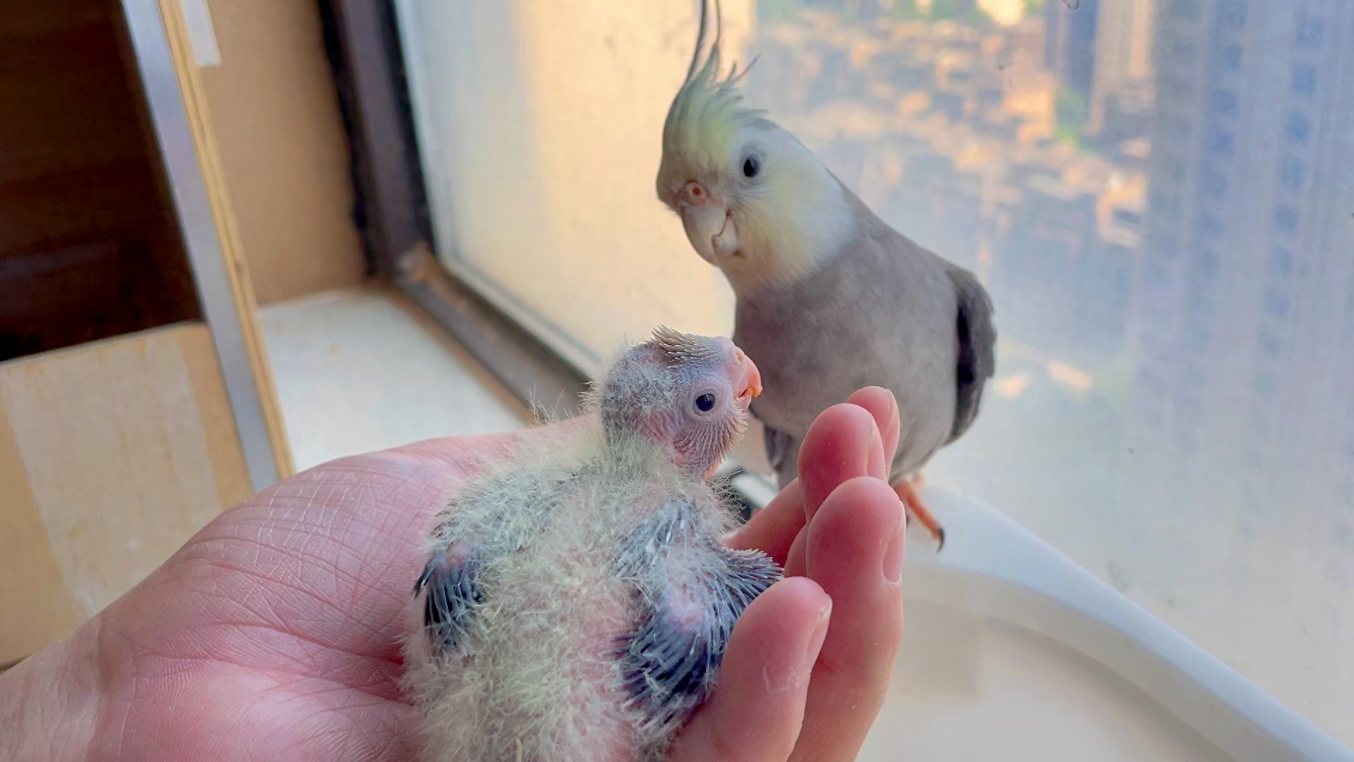 鹦鹉晚上能不能看见？揭秘鹦鹉独特生理特征-派特超人-宠物
