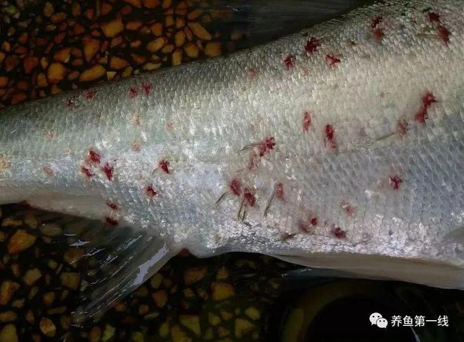 鱼病的快速观察与诊断技巧：经验性肉眼识别和镜检诊断-派特超人-宠物