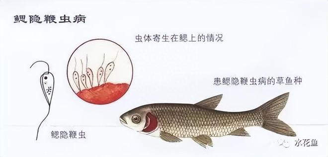 鱼病快速诊断技巧_鱼病肉眼识别方法_鱼体出现透明窟窿的原因