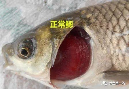 鱼病肉眼识别方法_鱼体出现透明窟窿的原因_鱼病快速诊断技巧