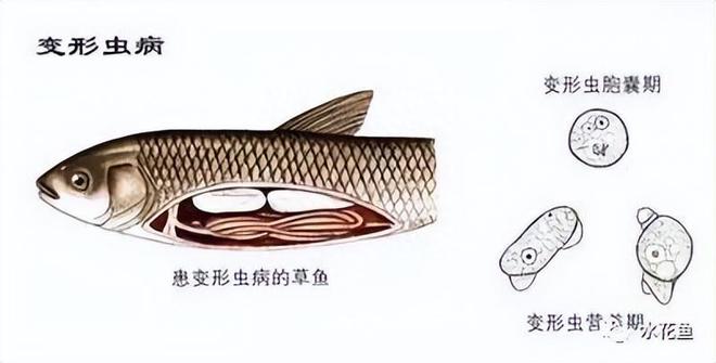 鱼病快速诊断技巧_鱼病肉眼识别方法_鱼体出现透明窟窿的原因