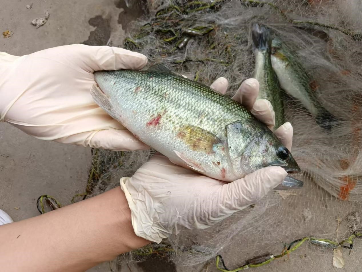 三农科普|淡水鱼常见死亡原因分析-派特超人-宠物